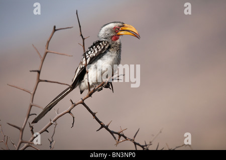 Südlichen gelb-billed Hornbill, Tockus Leucomelas sitzen auf Zweig, Pilanes Game Reserve, Nord-West, Südafrika, Afrika Stockfoto