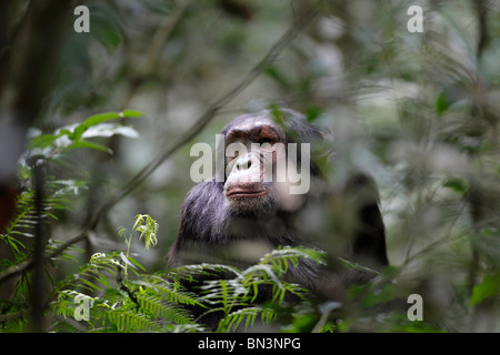 Schimpansen, Pan Troglodytes, Kibale Nationalpark, Uganda, Ostafrika, Afrika Stockfoto