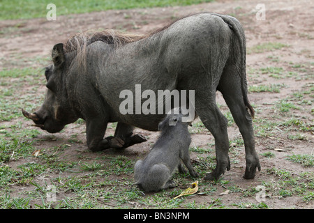 Gemeinsamen Warzenschwein, Phacochoerus Africanus und Spanferkel junge Liebe, Queen Elizabeth National Park, Uganda, Ostafrika, Afrika Stockfoto