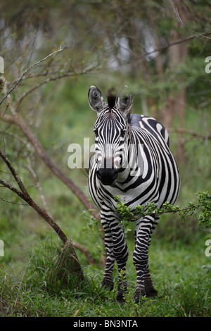 Gemeinsamen Zebra, Equus Quagga Boehmi, Lake Mburo National Park, Uganda, Ostafrika, Afrika Stockfoto