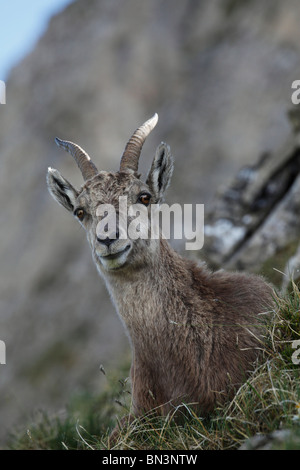 Weibliche Alpensteinböcke Capra Ibex, liegend auf Wiese, Niederhorn, Schweizer Alpen, Schweiz, Europa Stockfoto