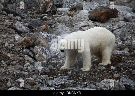 Eisbär Ursus Maritimus, schütteln Sie Wasser, Spitzbergen, Norwegen, Europa Stockfoto