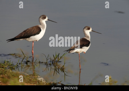 Zwei Stelzenläufer, Himantopus Himantopus, stehend auf einem Bein, Gambia, Westafrika, Afrika Stockfoto