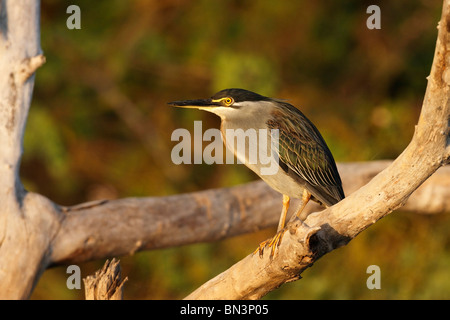 Grün-backed Reiher Butorides Striatus, Gambia, Westafrika, Afrika Stockfoto