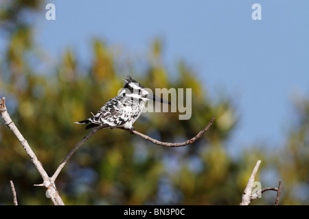 Pied Kingfisher, Ceryle Rudis, sitzt auf einem Ast, Gambia, Westafrika, Afrika Stockfoto