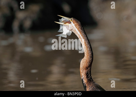 Afrikanische Darter, Anhinga Melanogaster Rufa, Beute, Gambia, Westafrika, Afrika Essen Stockfoto