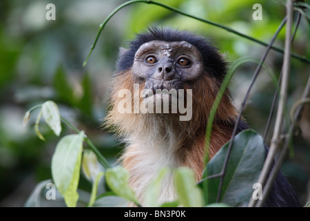 Western Red Colobus, Piliocolobus Badius, West-Afrika, Afrika Stockfoto