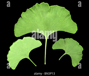 drei Ginkgo Blätter vor schwarzem Hintergrund isoliert Stockfoto