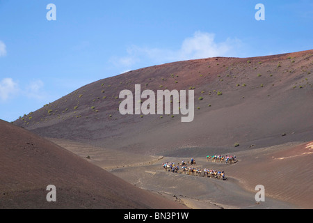 Kamel Fahrer, Nationalpark Timanfaya, Lanzarote, Kanarische Inseln, Spanien, Europa Stockfoto