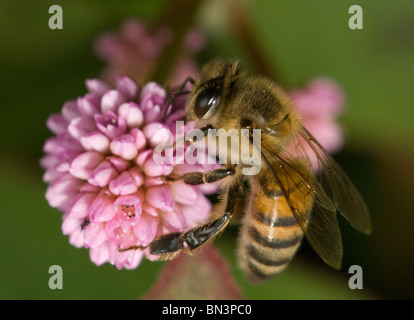 Honigbiene auf Nahrungssuche auf einer Blume Stockfoto