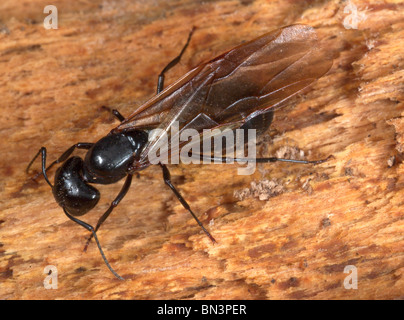 Königin Rossameise, Campanotus pennsylvanicus Stockfoto