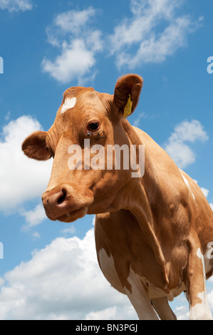 Guernsey Kuh gegen den blauen bewölkten Himmel Stockfoto