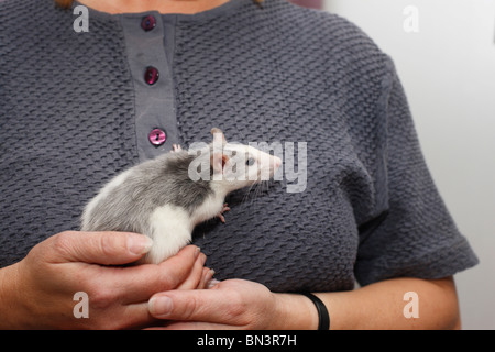 Lust auf Ratte, Bronw Ratte (Rattus Norvegicus Domesticus, Rattus Norvegicus Domestica), Frau hält eine Francy Ratte, Husky, in ihr Han Stockfoto