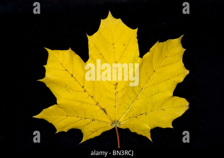 Ahornblatt mit Herbst Gelbfärbung, Ahornblatt mit herbstlichen Färbung Stockfoto