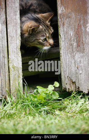 Hauskatze, Hauskatze (Felis Silvestris F. Catus), 8 Jahre alt Männlich Blick aus einem Sommerhaus durch eine Lücke in einem Holz wa Stockfoto