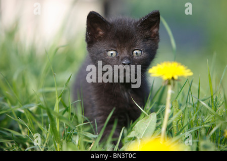 Hauskatze, Hauskatze, Europäisch Kurzhaar (Felis Silvestris F. Catus), 5 Wochen alte Kätzchen in ein Löwenzahn Wiese, Deutschland Stockfoto