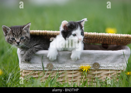 inländische Katze, Hauskatze, Europäisch Kurzhaar (Felis Silvestris F. Catus), zwei 5 Wochen alte Kätzchen klettern aus einem Korb, Germa Stockfoto