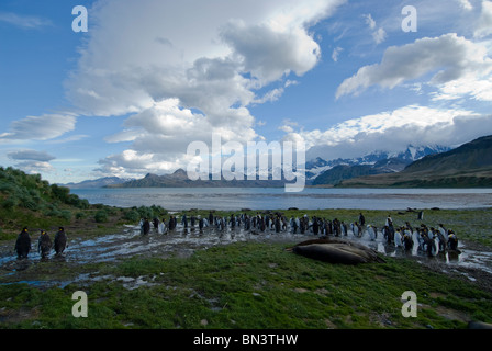 Herde der Königspinguine, Aptenodytes Patagonicus, vorbei an schlafen südlichen See-Elefanten, Mirounga Leonina, Süd-Georgien Stockfoto