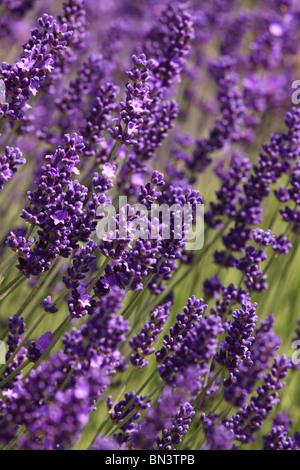 Lavendel, Lavandula Angustifolia, Pflanze Stockfoto