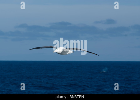 Eine Frage, Albatros, Diomedea Exulans, fliegen, Antarktis Stockfoto