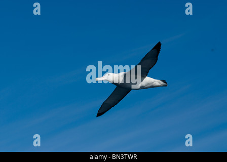 Eine Frage, Albatros, Diomedea Exulans, fliegen, Antarktis Stockfoto