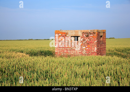 Zweiten Weltkrieg Pillbox in einem Weizenfeld bei Happisburgh, Norfolk, England, Vereinigtes Königreich. Stockfoto