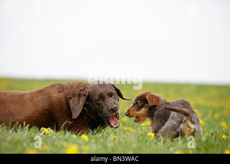 Rauhaar Dackel, Rauhhaar Dackel, Haushund (Canis Lupus F. Familiaris), 1 Jahr alte weibliche rauhaar Wurst Stockfoto