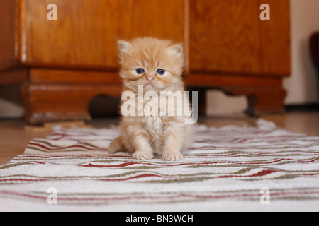 Hauskatze, Hauskatze, Perser (Felis Silvestris F. Catus), 4 Wochen alte Kätzchen, Deutschland Stockfoto