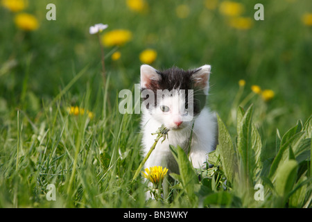 Hauskatze, Hauskatze, Europäisch Kurzhaar (Felis Silvestris F. Catus), 5 Wochen alte Kätzchen in ein Löwenzahn Wiese, Deutschland Stockfoto