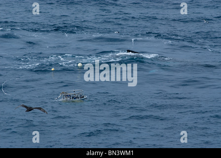 Ein Buckelwal, Impressionen Novaeangliae, Schwimmen an der Oberfläche in der Nähe ein Echolot, Bouvet Island Stockfoto