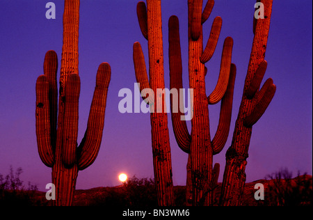 Der Mondaufgang in der Abenddämmerung auf der Saguaro National Park East in der Sonora-Wüste in Tucson, Arizona, USA. Stockfoto