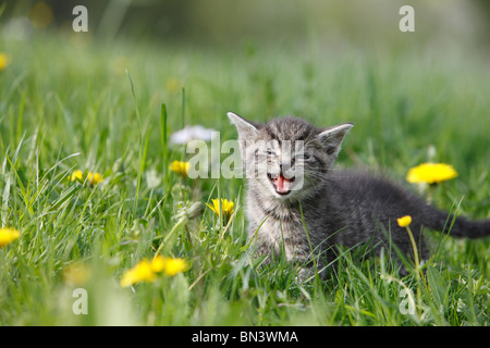 Hauskatze, Hauskatze, Europäisch Kurzhaar (Felis Silvestris F. Catus), 5 Wochen alte Kätzchen in ein Löwenzahn Wiese, Deutschland Stockfoto