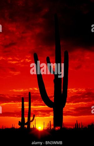 Die Sonne geht im Saguaro National Park West in der Sonora-Wüste in der Nähe von Tucson, Arizona, USA. Stockfoto