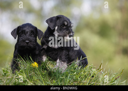 Zwergschnauzer (Canis Lupus F. Familiaris), zwei Welpen sitzen im Rasen, Deutschland Stockfoto