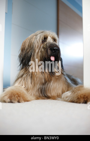 Berger de Brie, Briard (Canis Lupus F. Familiaris), 2 Jahre alten Briard auf dem Boden liegend, Deutschland Stockfoto