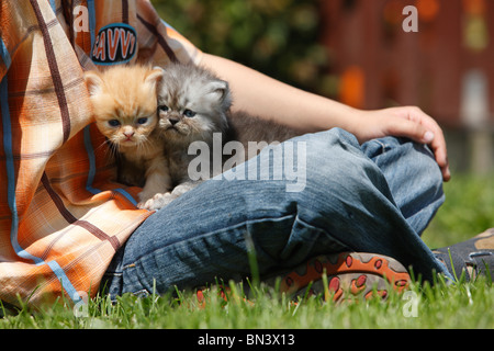 Hauskatze, Hauskatze, Perser (Felis Silvestris F. Catus), junge saß auf einer Wiese mit zwei 4 Wochen alte Kätzchen auf den Schoß Stockfoto