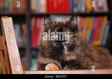 Hauskatze, Hauskatze, Perser (Felis Silvestris F. Catus), vor einem Bücherregal liegen Stockfoto