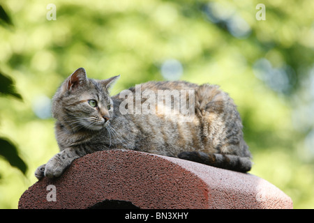 Hauskatze, Hauskatze, Europäisch Kurzhaar (Felis Silvestris F. Catus) liegen am Schornstein ein Gartenkamin, Deutschland Stockfoto