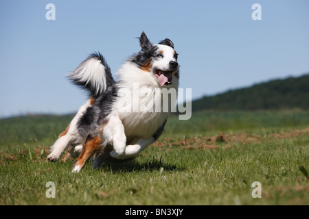 Australian Shepherd (Canis Lupus F. Familiaris), männliche läuft über eine Wiese, Deutschland Stockfoto