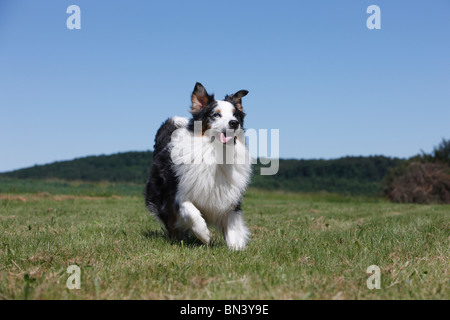 Australian Shepherd (Canis Lupus F. Familiaris), männliche läuft über eine Wiese, Deutschland Stockfoto