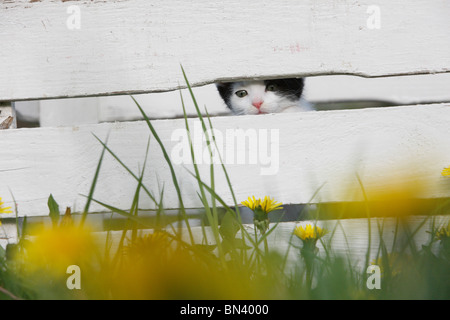 Hauskatze, Hauskatze, Europäisch Kurzhaar (Felis Silvestris F. Catus), 5 Wochen alte Kätzchen sitzen in einer Holzkiste in einem Klaus Stockfoto