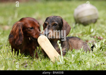 Langhaar Dackel Langhaar Dackel, Haushund (Canis Lupus F. Familiaris), Nibbeling in einer Bürste zusammen mit einem Stockfoto