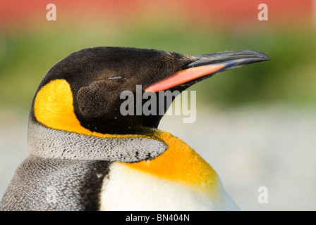 Ein Königspinguin, Aptenodytes Patagonicus, Nickerchen, Süd-Georgien Stockfoto