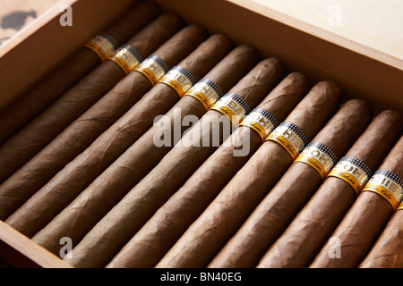 Eine Schachtel mit großen Cohiba kubanische Zigarren. Stockfoto