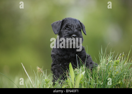 Zwergschnauzer (Canis Lupus F. Familiaris), Welpen sitzen auf einer Wiese Stockfoto