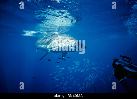 Taucher, die großen weißen Hai (Carcharodon Carcharias) mit symbiotischen Pilot Fisch (Naucrates Komple-) fotografieren Stockfoto