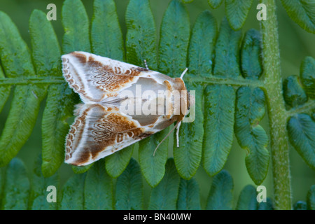 Buff Bögen Motte; Habrosyne pyritoides Stockfoto