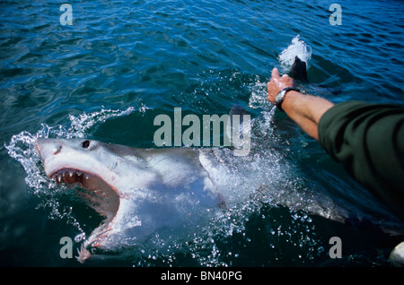 "Kitzeln" der weiße Hai (Carcharodon Carcharias) Stockfoto