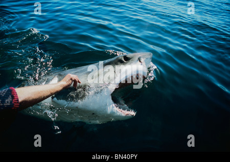 Kitzeln, Great White Shark Südafrika Stockfoto