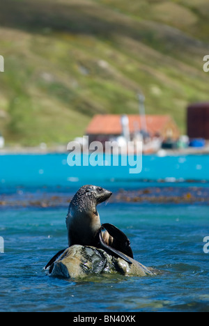 Eine antarktische Seebär Arctocephalus Gazella, sitzen auf Felsen im Meer, Süd-Georgien Stockfoto